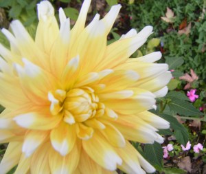 The only dahlia I've grown successfully. It's kinda gorgeous. DJW