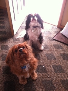 Opie and Louie loved the sunshine today, in the middle of a Michigan winter, no less! The sun was good for us all!